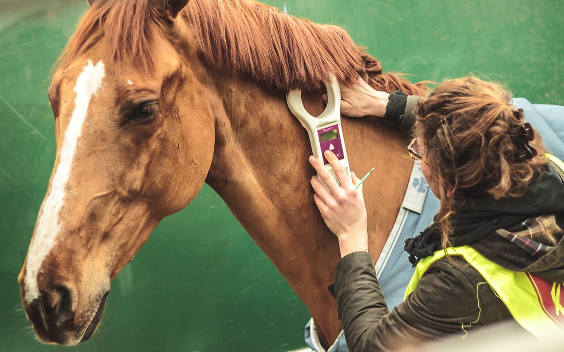 Flying horses... how airfreight provides for Hong Kong’s passion Hactl