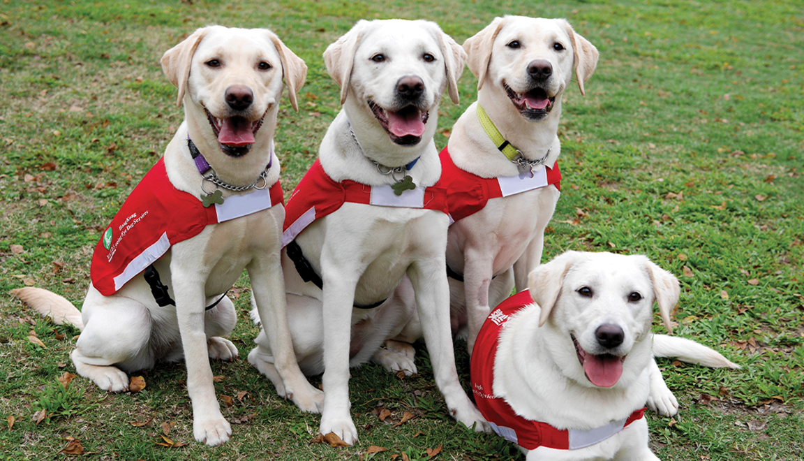 Hactlink Jun16 Dogs 0