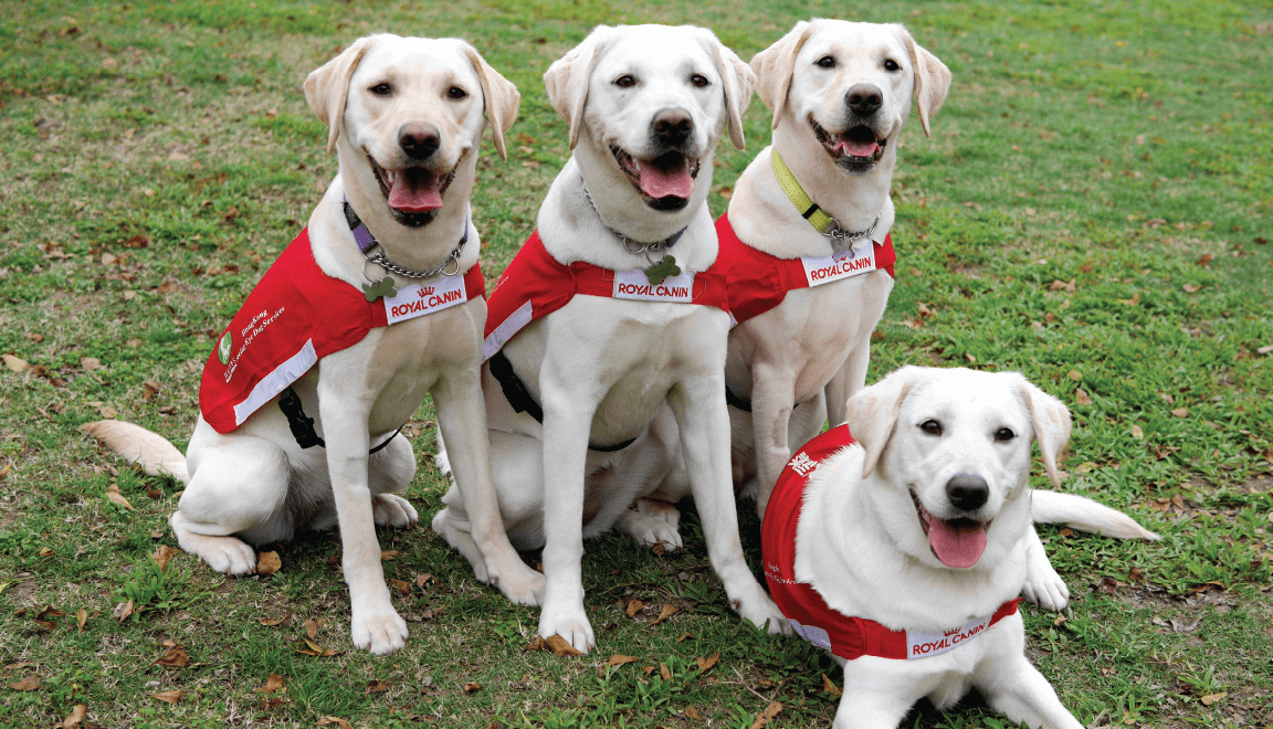 Guide dogs: a new sight on the streets of Hong Kong - Hactl
