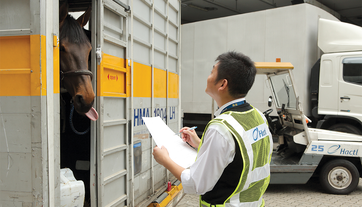 Flying horses... how airfreight provides for Hong Kong’s passion Hactl